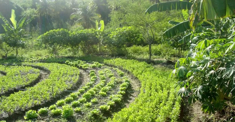 imagem de implantação agroflorestal